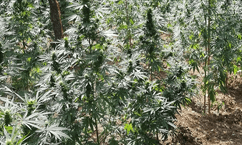 piantagione marijuana