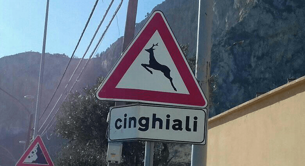 cinghiali