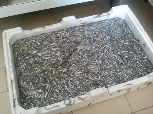 novellame nunnata