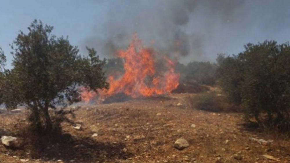 مستوطنون يحرقون محاصيل زراعية جنوب الخليل مستوطنون يحرقون محاصيل زراعية جنوب الخليل