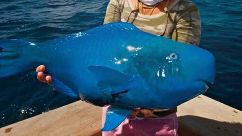 Gratis Unduh Gambar Nelayan Rusia Pamerkan Ikan Aneh Dari Lautan Dalam Terupdate oleh www.lampunghits.com