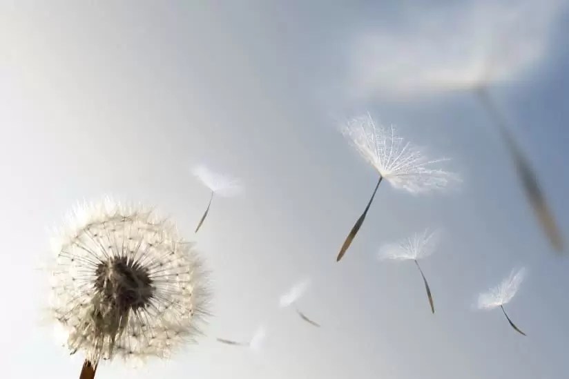 The Paradox of Letting Go: When Desire Manifests Effortlessly