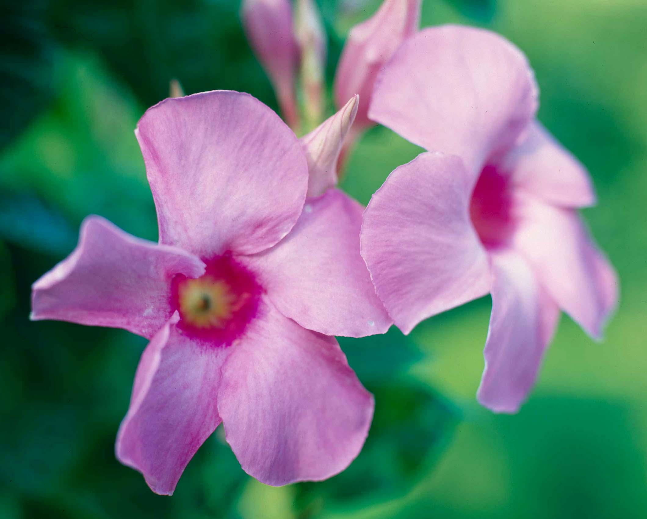 Winter mandevilla care