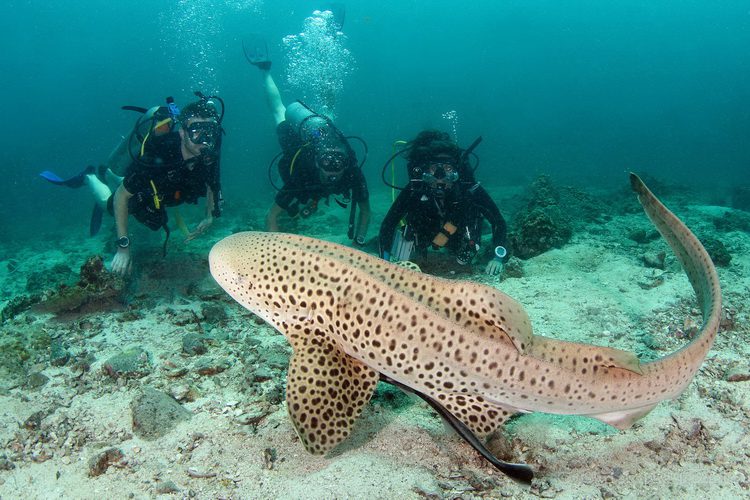 Leopard Shark