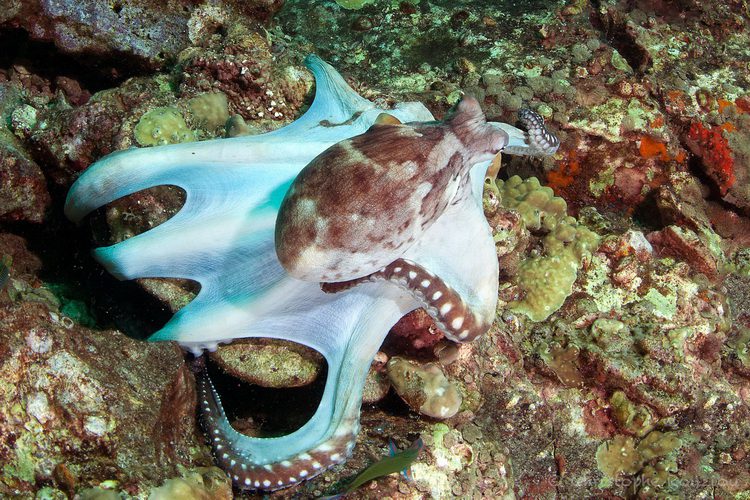 Octopus
