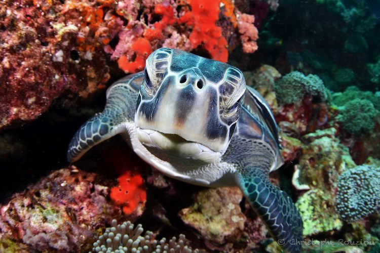 Turtle