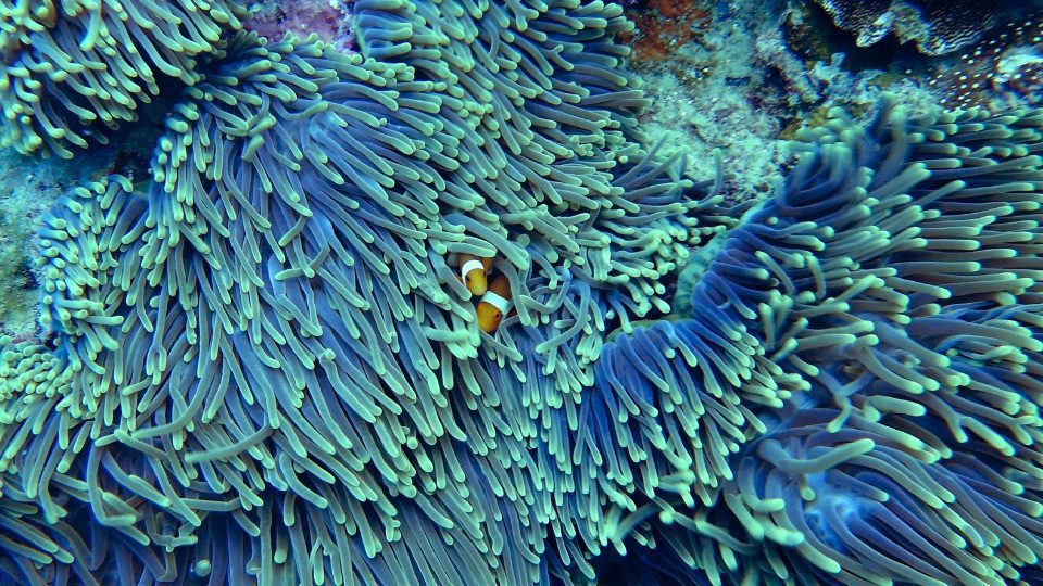Beautiful sea life of the andaman sea around Koh Lanta