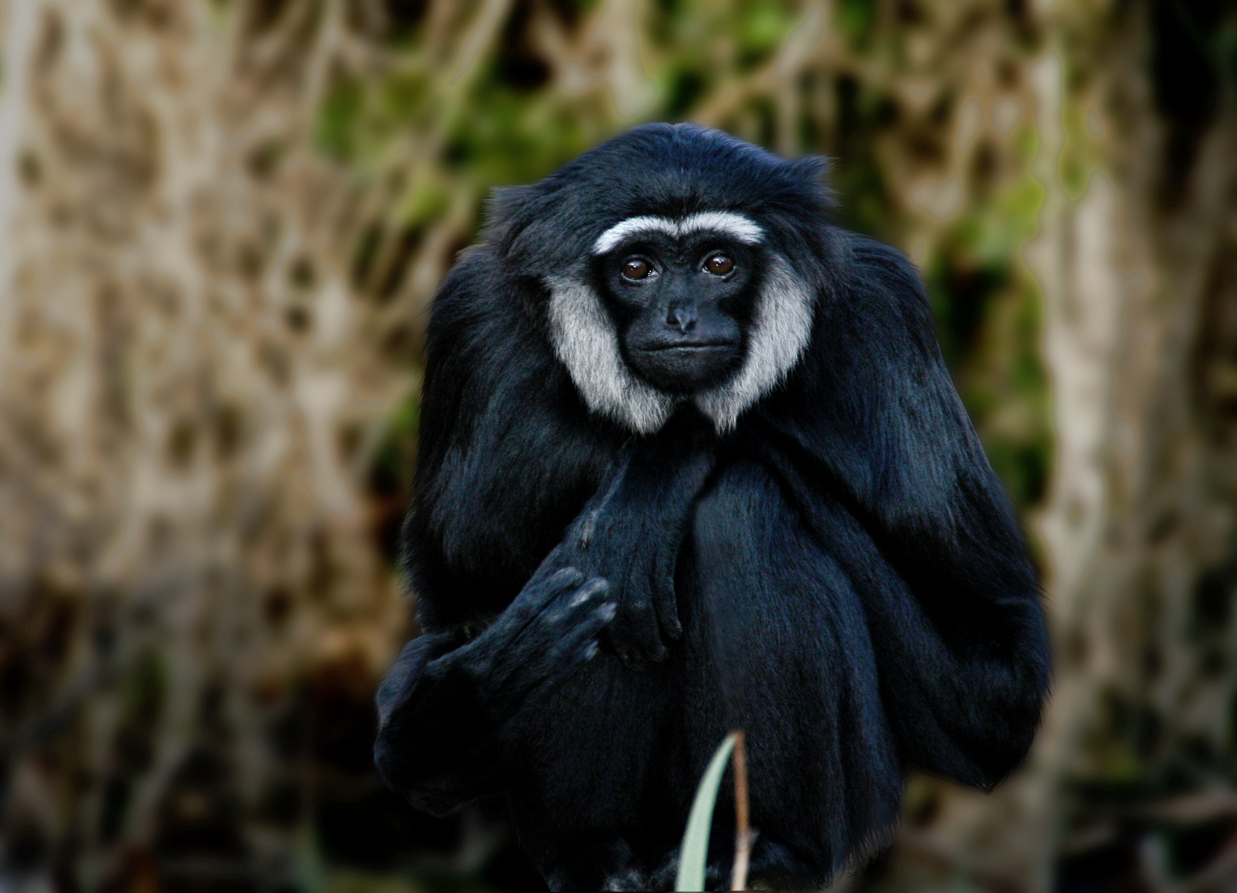 Agile Gibbon Hylobates agilis Palm Oil Detectives