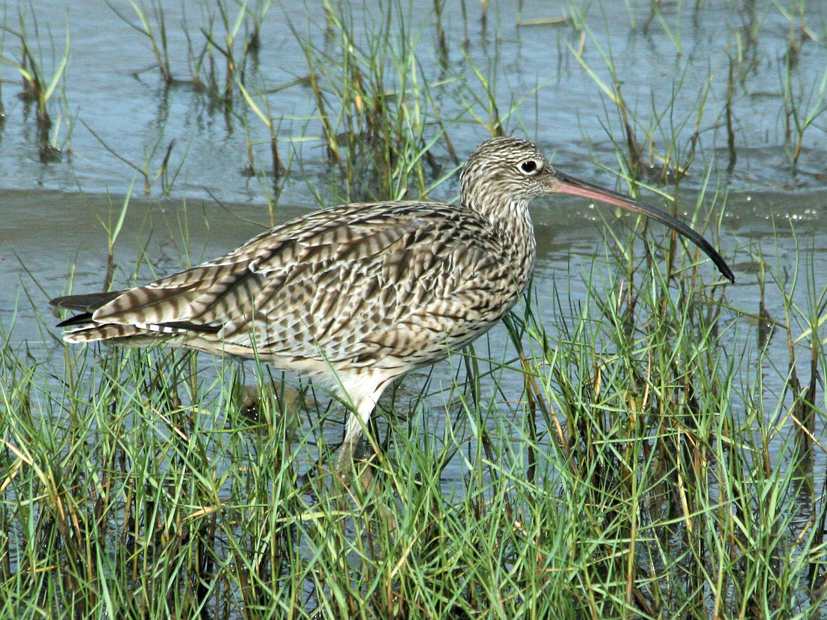 Far Eastern Curlew Numenius madagascariensis