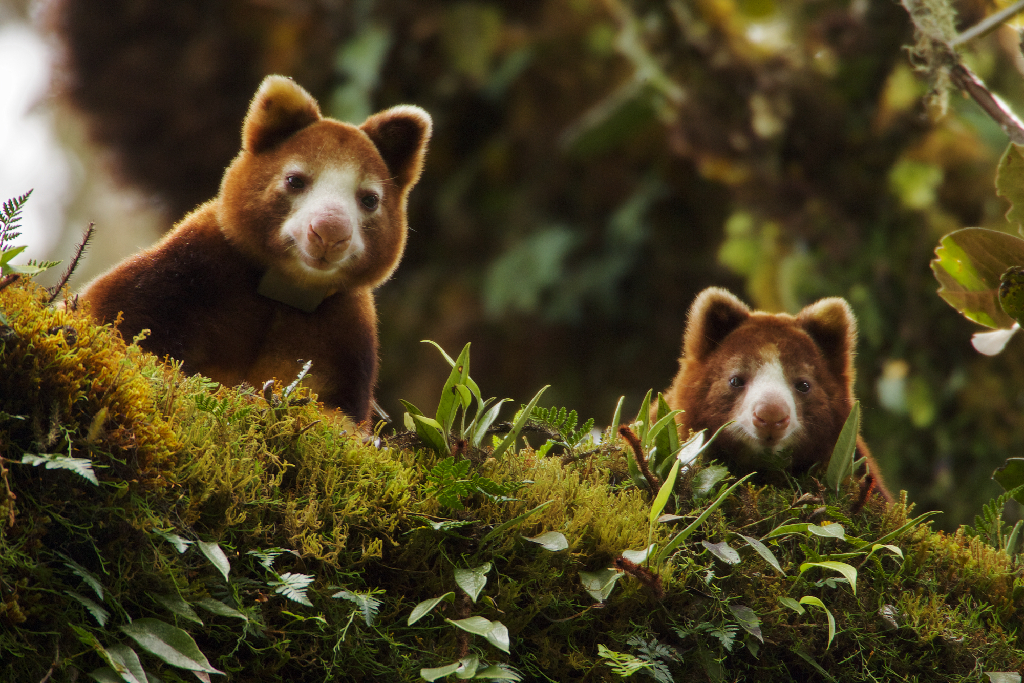 Huon Tree Kangaroo Dendrolagus matschiei