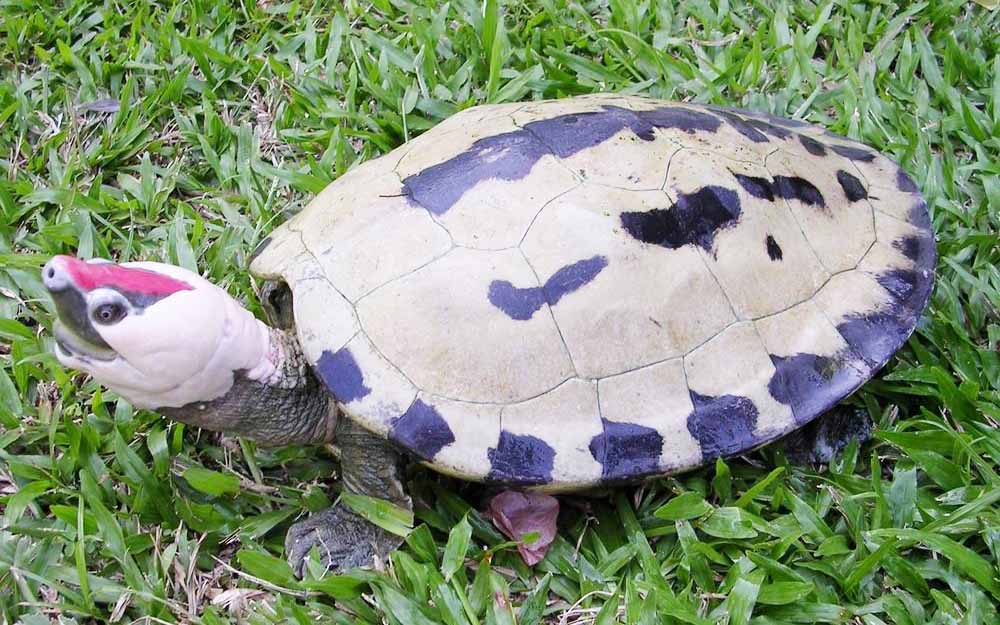 Painted Terrapin Batagur borneoensis