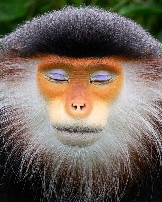 Red-shanked Douc Langur Pygathrix nemaeus