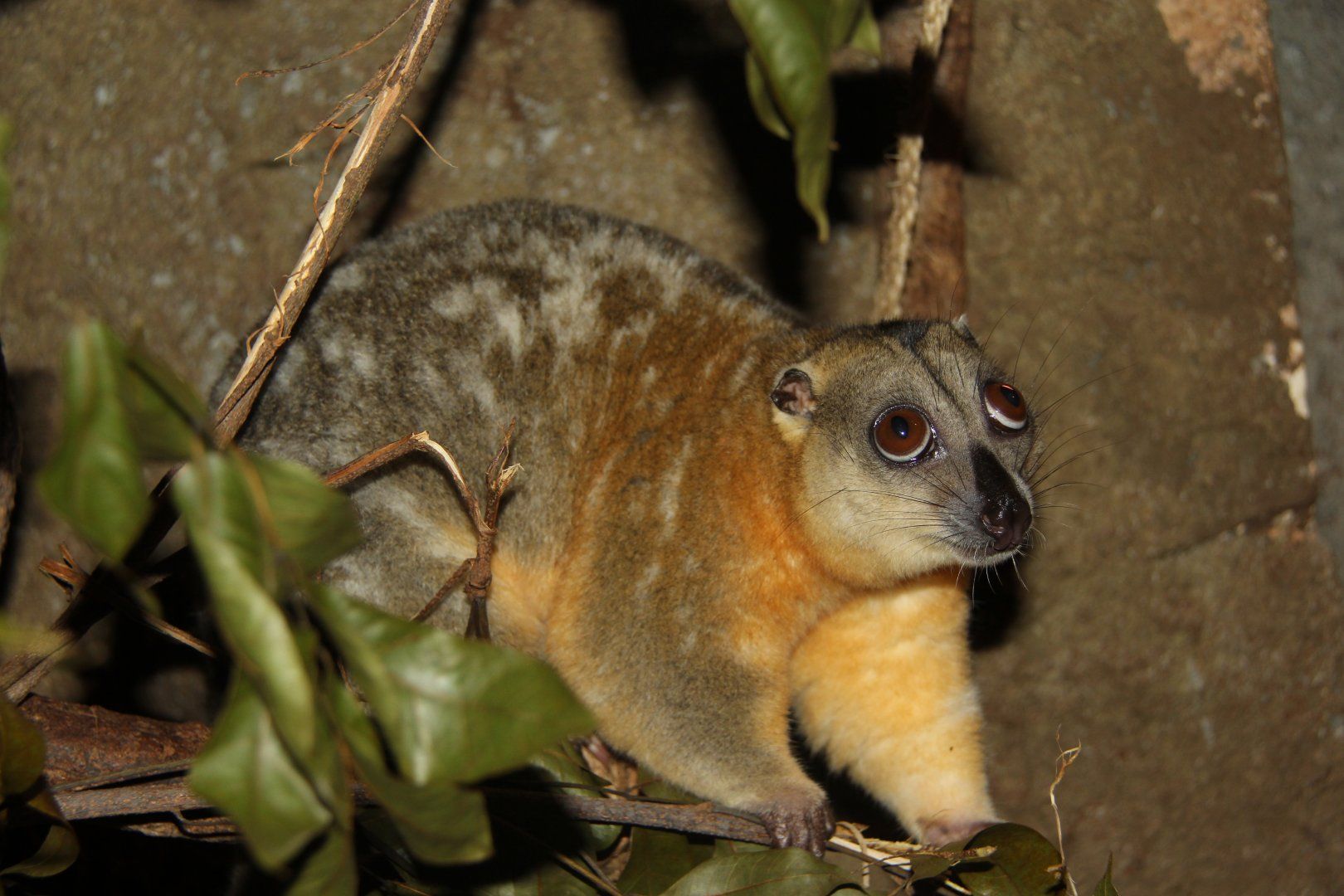 Telefomin Cuscus halanger matanim