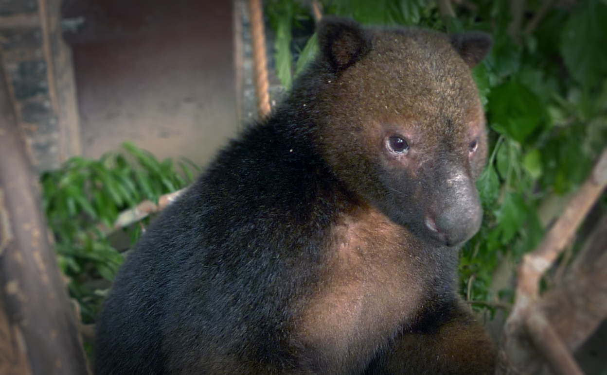 The Tenkile Dendrolagus scottae is critically endangered in Papua New Guinea