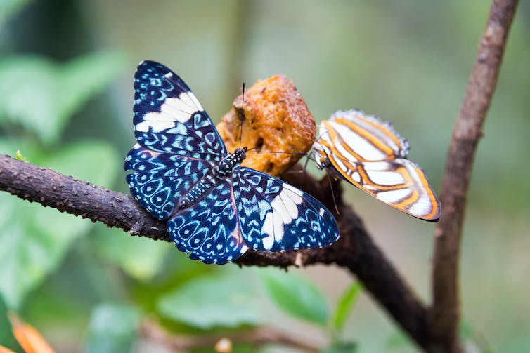 Almost all insect data comes from a few very well-studied groups – in particular, butterflies, moths and bees. Shutterstock