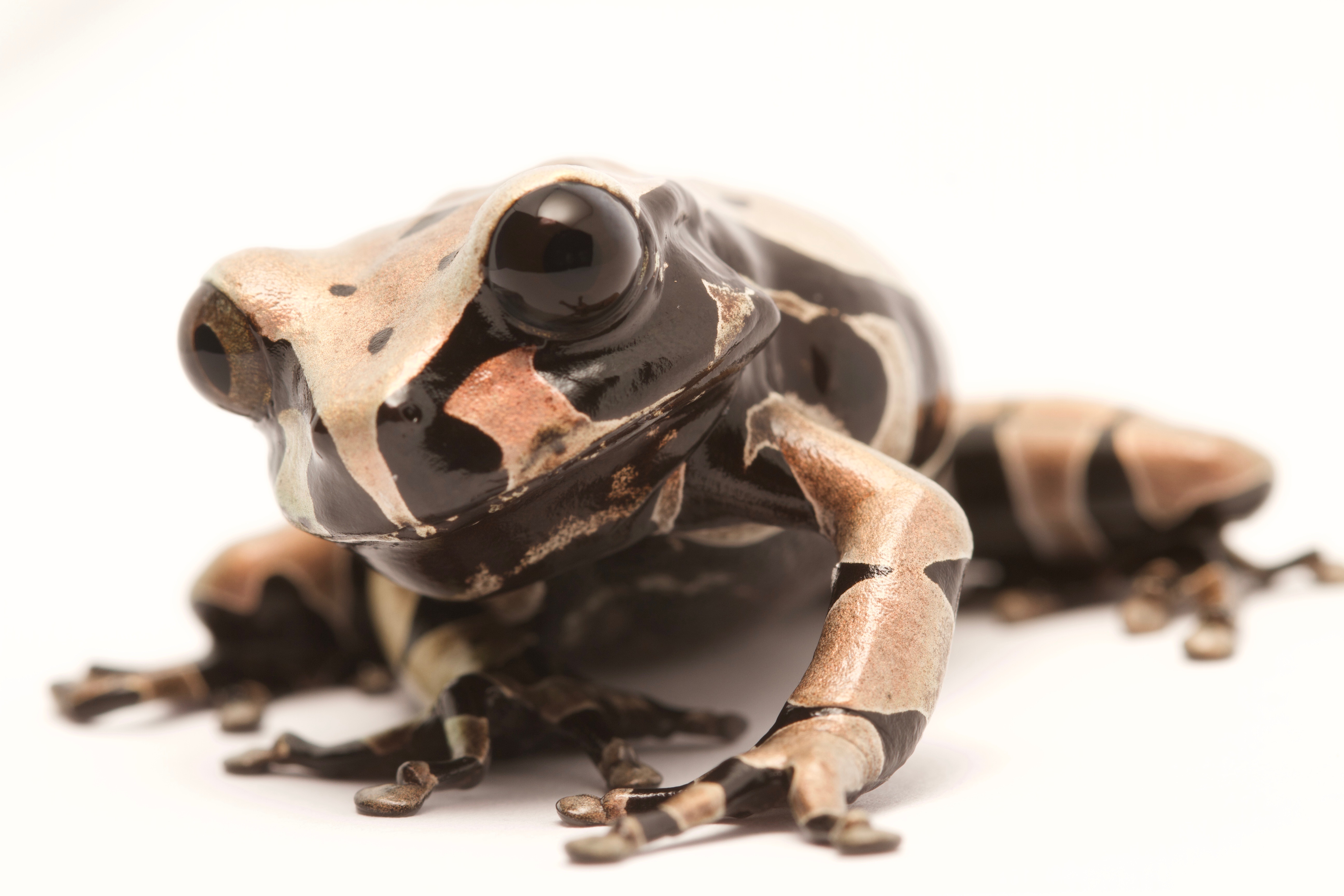 Spiny-headed Tree Frog Triprion spinosus
