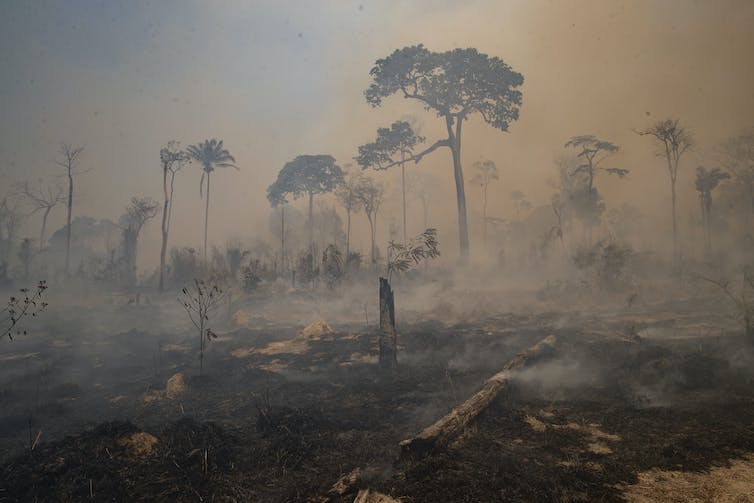Biofuel Boom in Brazil: Green Growth or Greenwash?