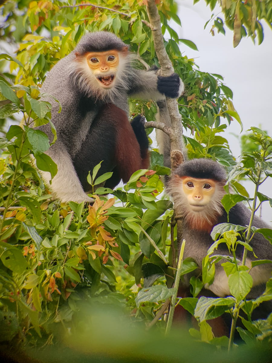Monkey Mountain Da Nang: How to See the Rare Red-Shanked Douc Langur
