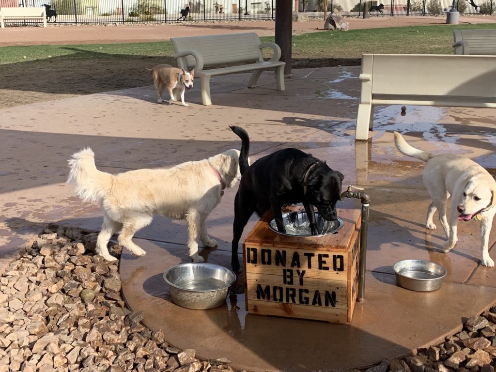 dog park palm springs, palm desert, coachella, off leash, best