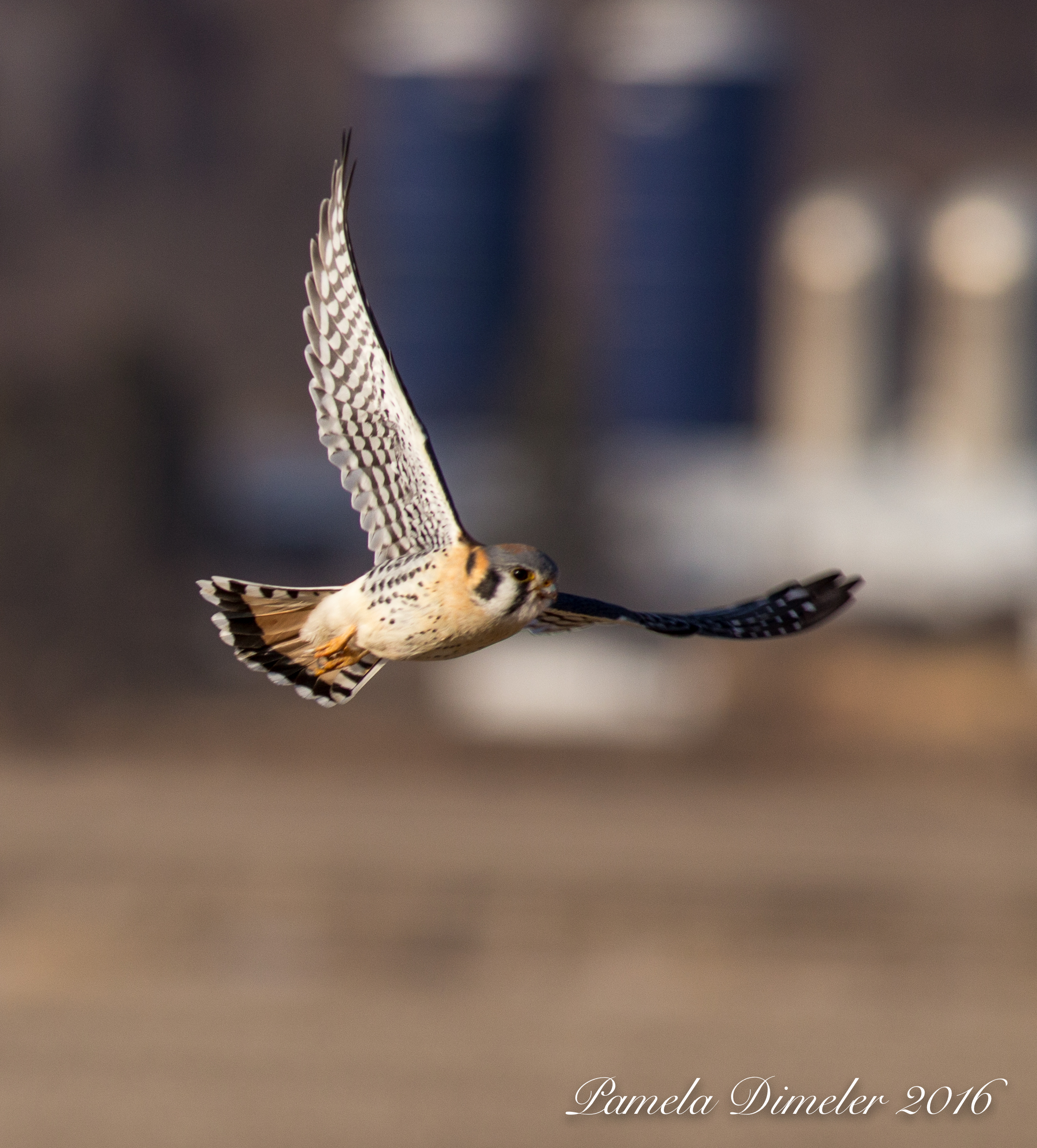 IMG_9010_Computer_FullSize