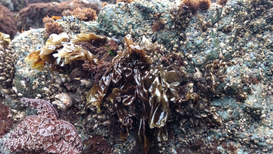 Porphyra yezoensis