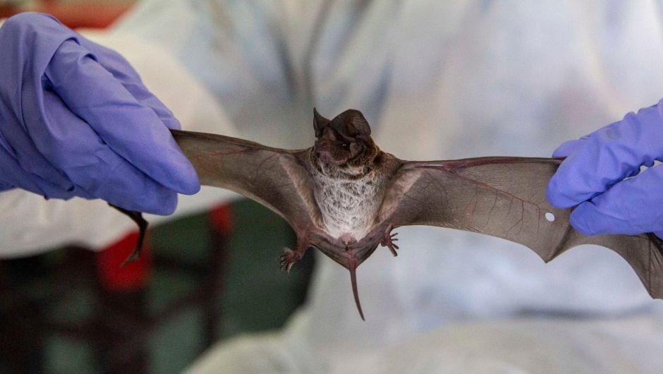 China is guarding ancient bat caves against journalists and scientists seeking to discover the origins of the coronavirus