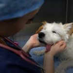 Veterinarians backlogged after COVID-19 brings on pet boom