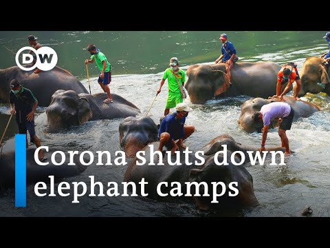 Coronavirus: Thai elephants face starvation as tourism drops | DW News