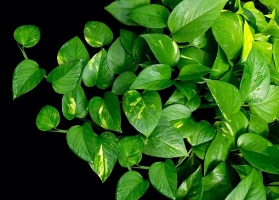 Devil's Ivy