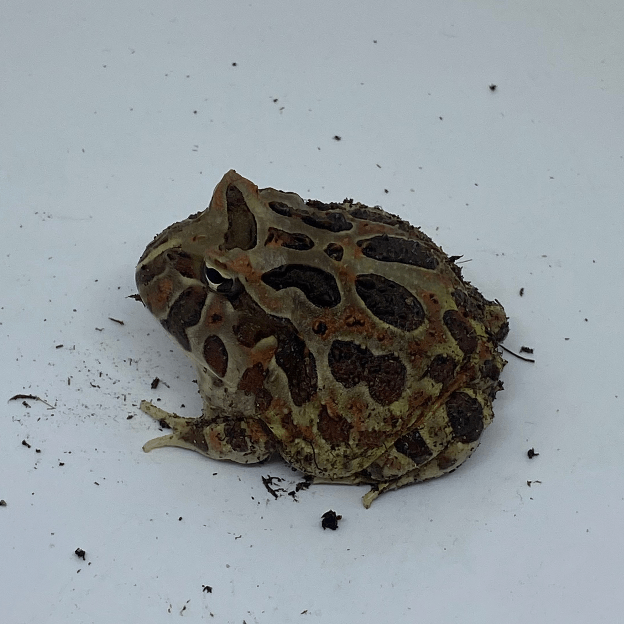 Pacman Exotics Ornate Pacman Frog - Predator and Prey Exotics