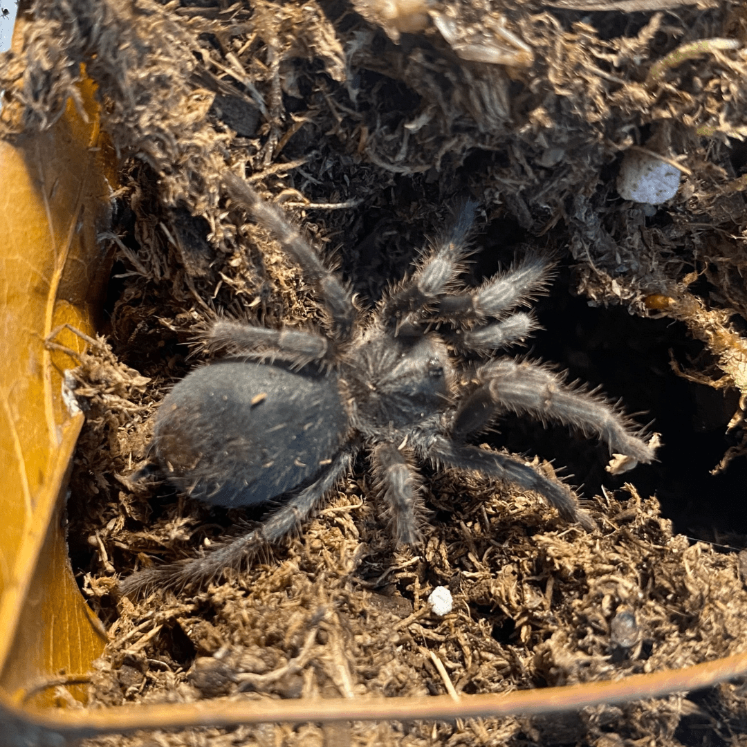 Phormictopus atrichomatus (Red Island Bird-Eater) - Predator and