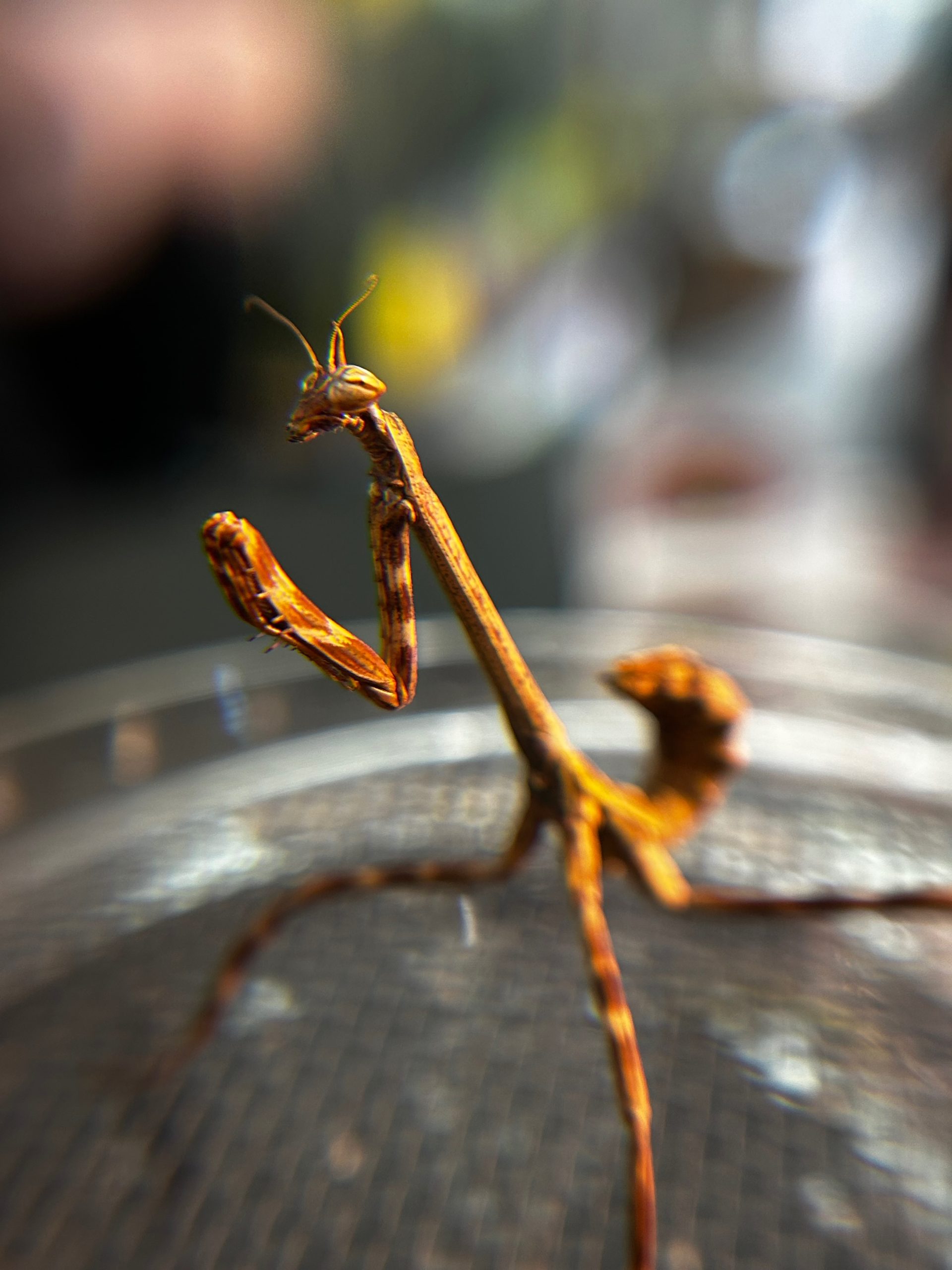 Texas Unicorn Mantis (Phyllovates Chlorophaea) - Predator and Prey 