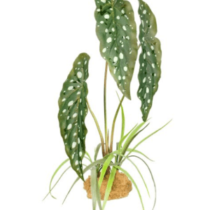 Komodo Angel Wing Begonia Fake Foliage