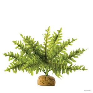 Boston Fern