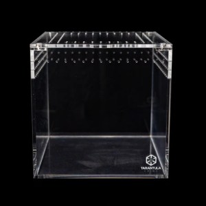 8-Inch Tarantula Cube