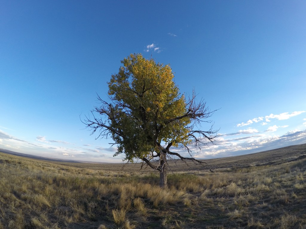 Wyoming cottonwood tree