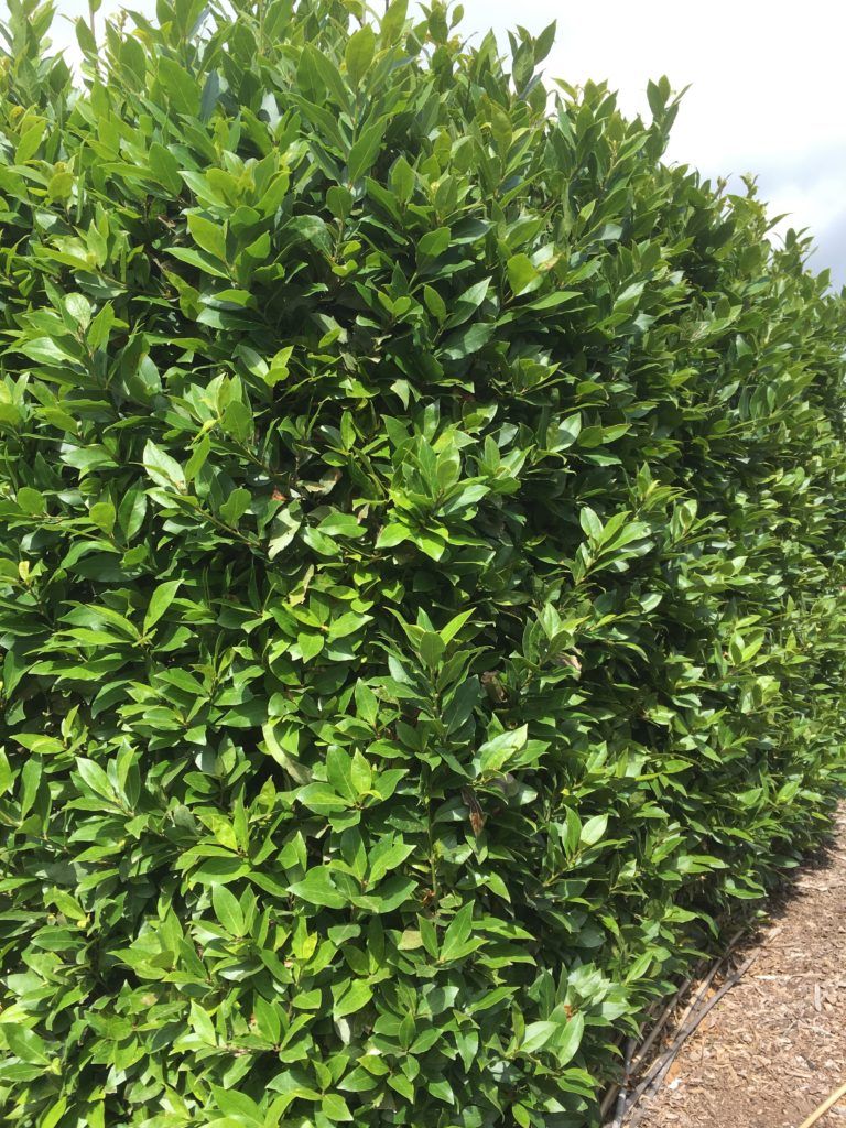 ‘DAFIN’ LAURUS NOBILIS