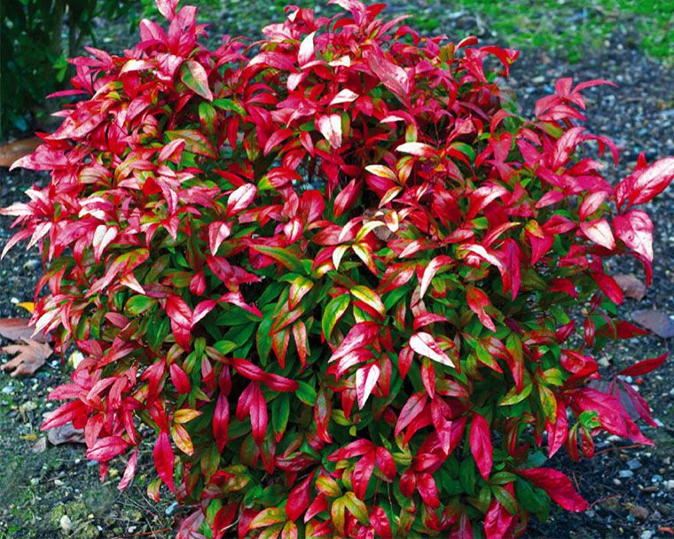 NANDINA FIREPOWER