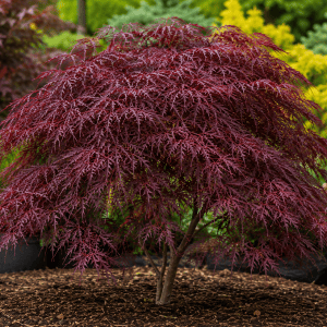 ARȚAR JAPONEZ ‘GARNET’