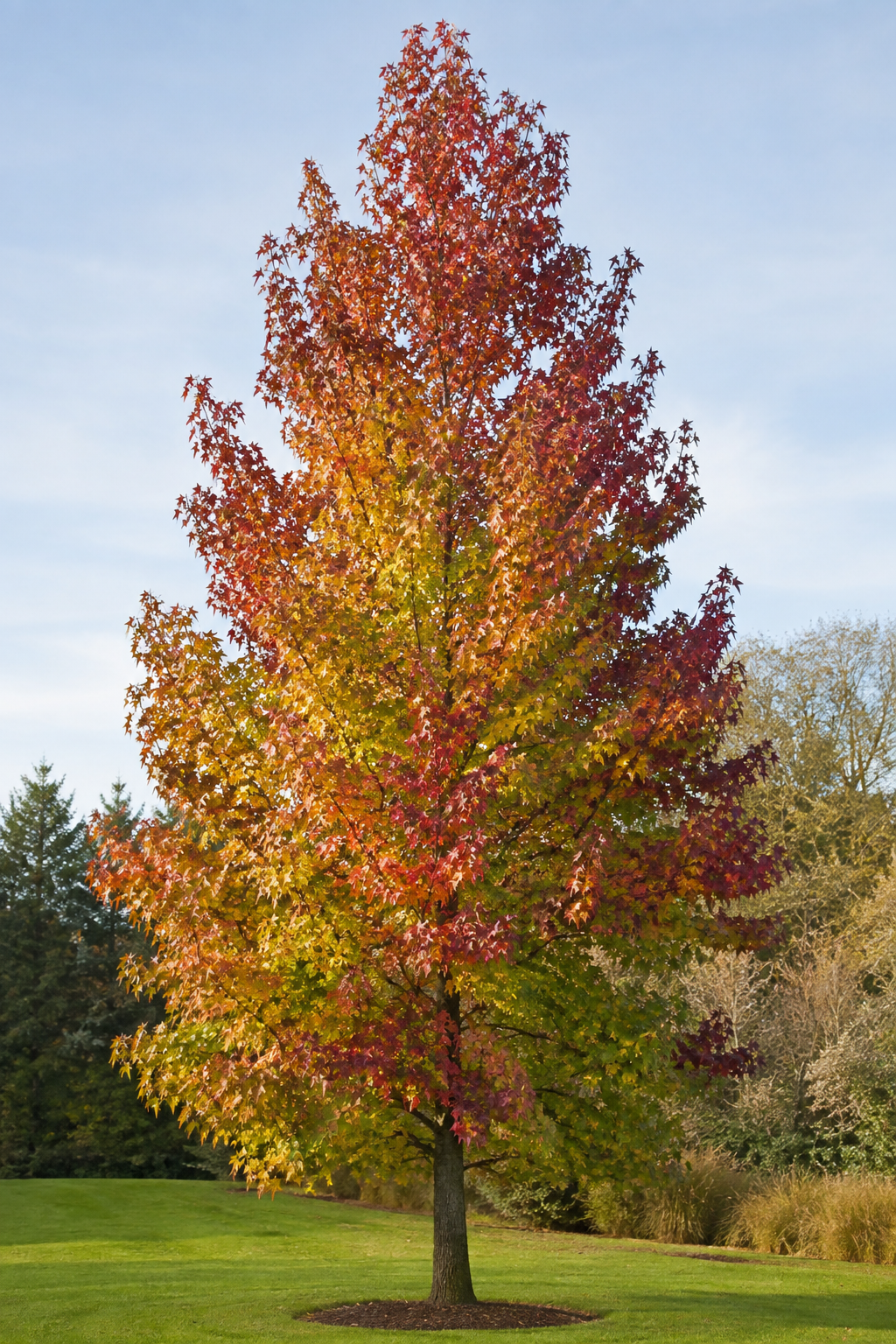 ARBORELE DE GUMĂ (LIQUIDAMBER)