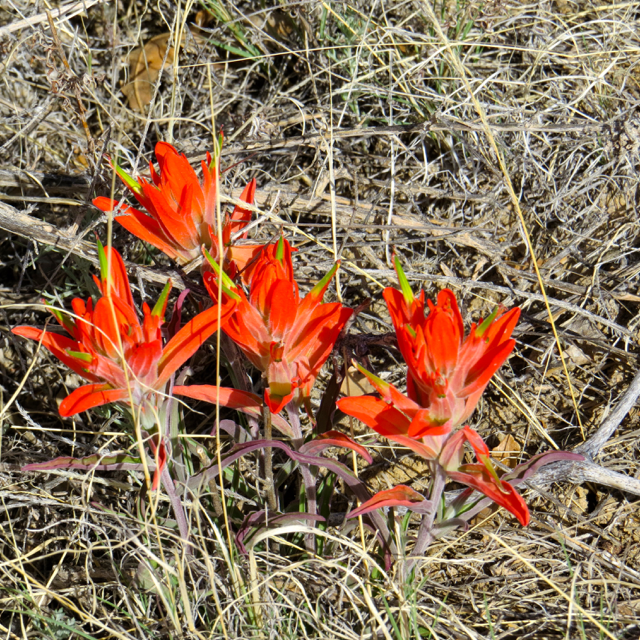 I have only seen this beautiful flower in New Mexico. It looks like a type of lily.