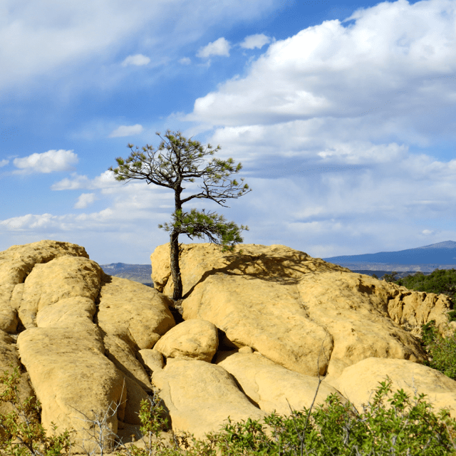 Pinon Pines spot the bluffs, and find impossible places to grow.