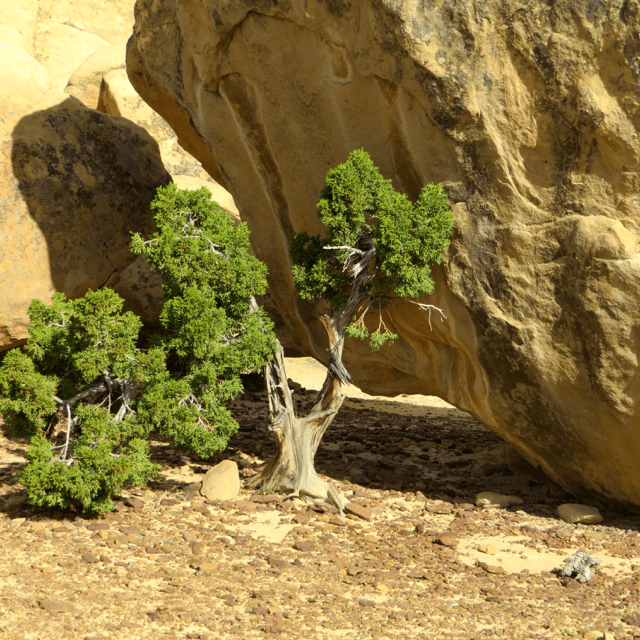 This pine is twisted by the wind.