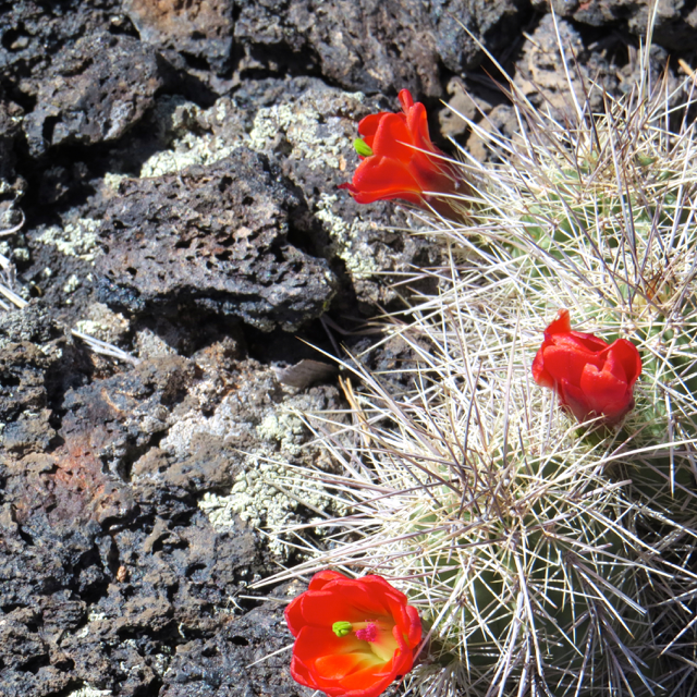 I found this type of cactus blooming in the lava beds, the bright red flowers look beautiful against the black rock.