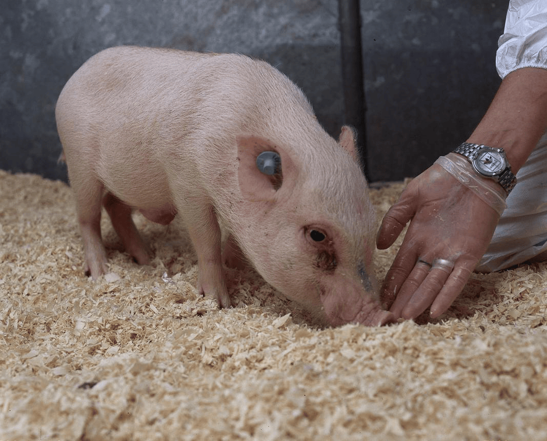 Experimental miniature pig used in a laboratory research setting