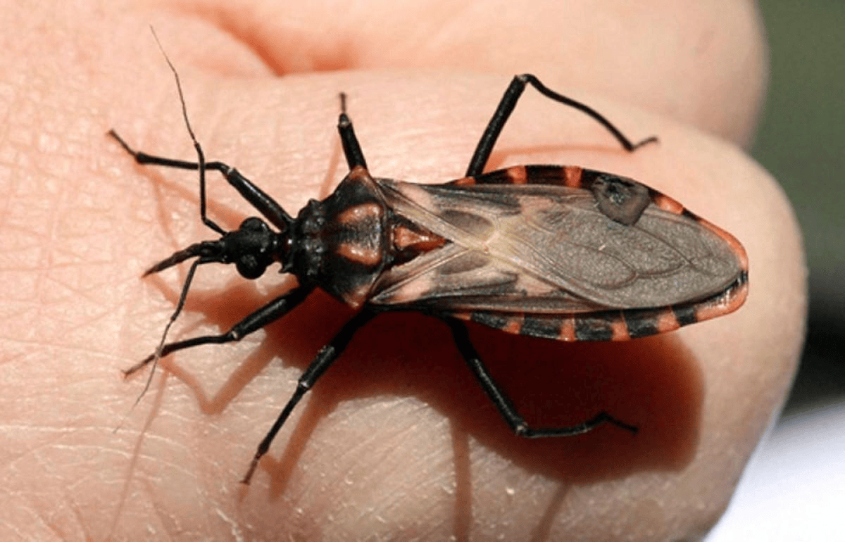Panstrongylos megistus, vector de la enfermedad de Chagas