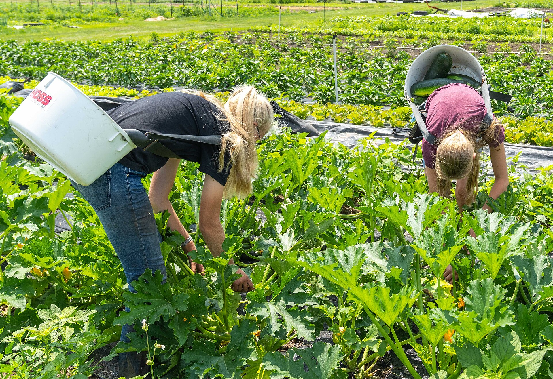 Farm practicing regenerative agriculture with no-till farming and cover crops
