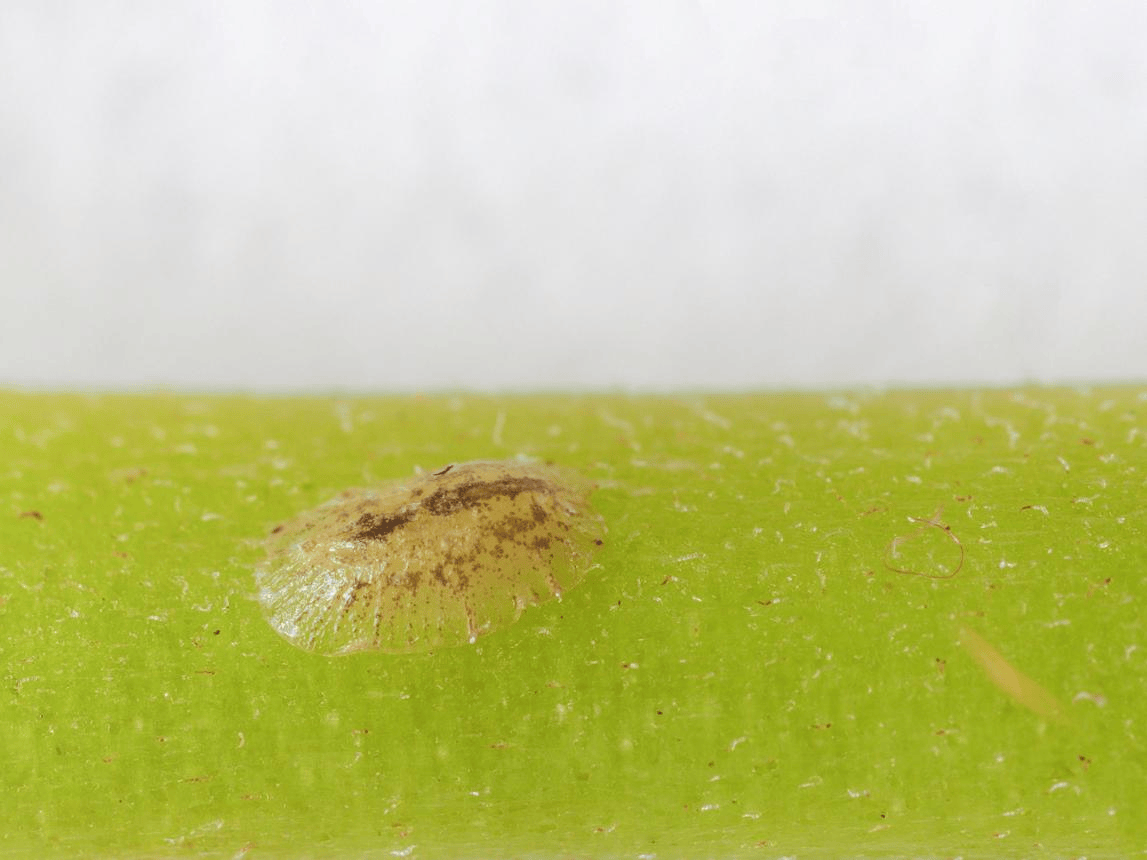 Scale insect photographed for entomological research