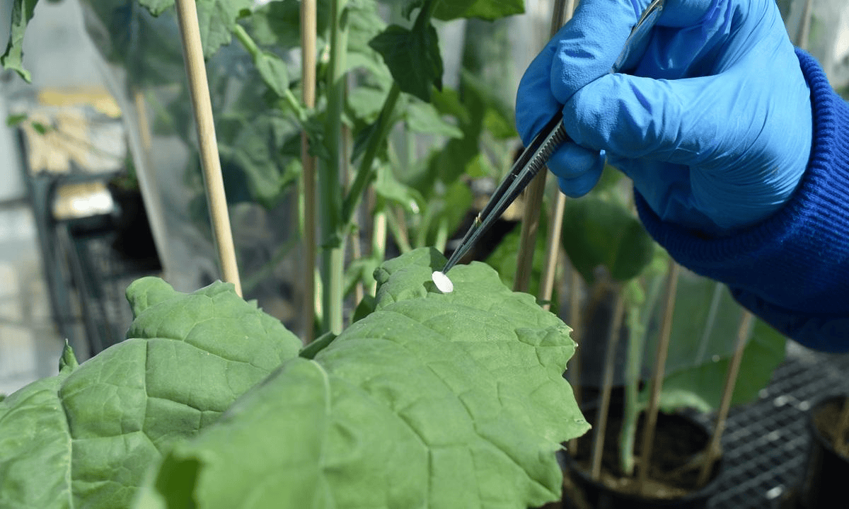 Microbial culture used in biological control research