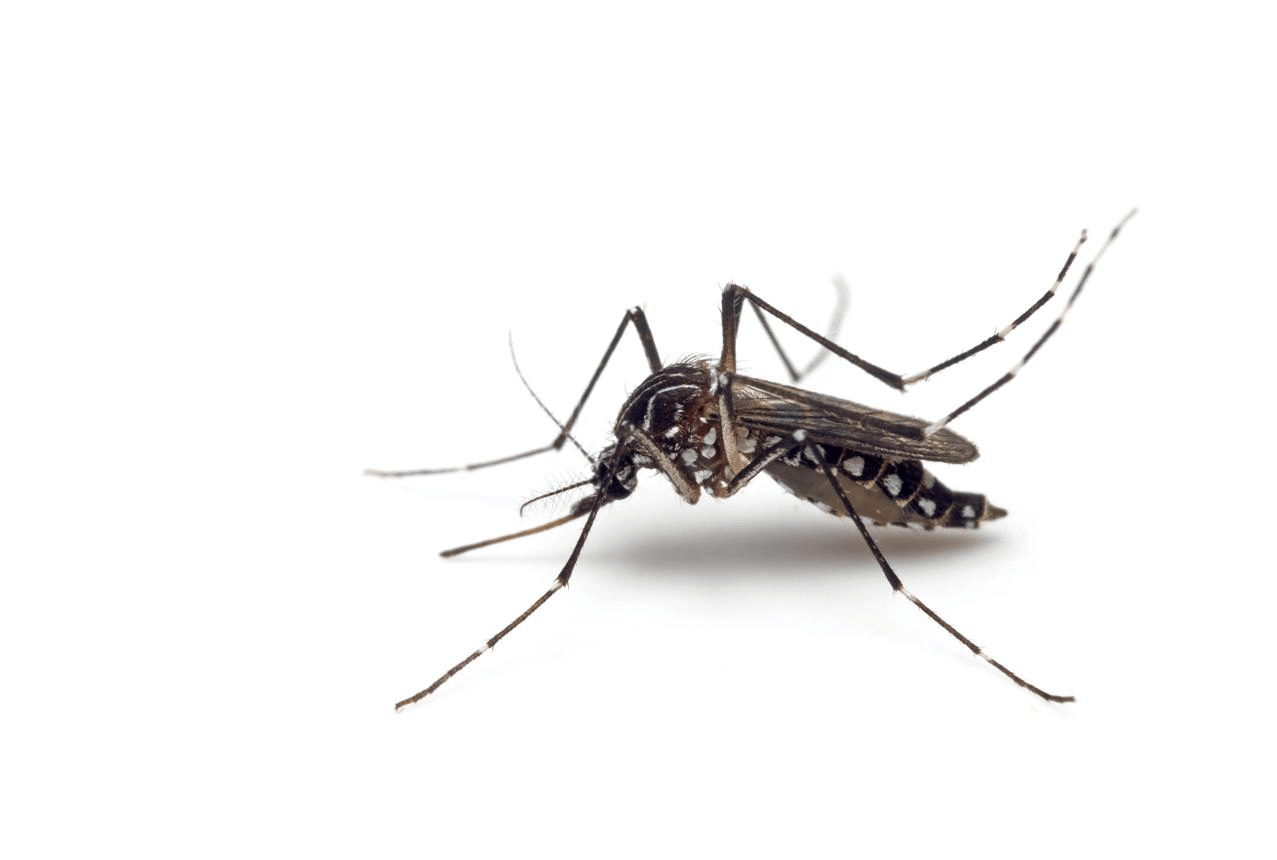 Aedes aegypti mosquito, a vector of arboviral diseases
